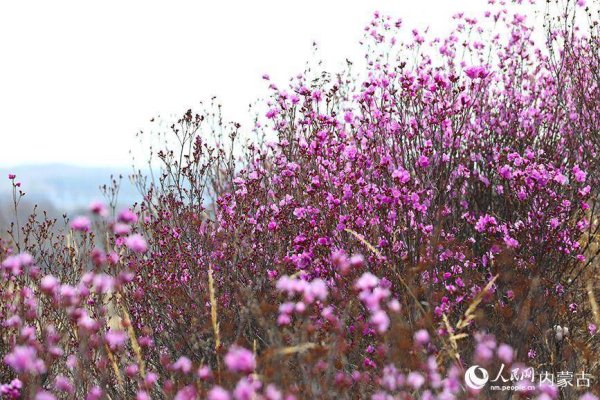 顶级配资 扎兰屯杜鹃花海引客来 春日盛景如诗如画
